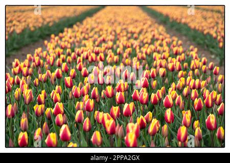 Tulip Field al tramonto vicino ad Arnhem - Olanda. 2023 vvvbvanbree fotografie Foto Stock