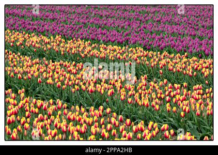 Tulip Field al tramonto vicino ad Arnhem - Olanda. 2023 vvvbvanbree fotografie Foto Stock