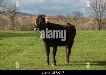 Giovane vitello toro primo piano su prato verde in campagna fattoria Foto Stock