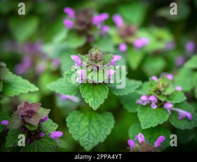 Primo piano di una pianta di Lamium purpurpurpureum in fiore - deadortle porpora, una pianta della famiglia della menta, Germania, Europa Foto Stock