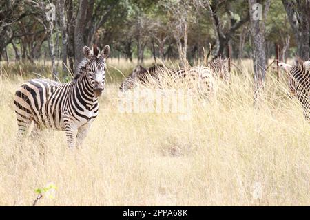 (230423) -- HARARE, 23 aprile 2023 (Xinhua) -- Zebre sono raffigurate a Mukuvisi Woodlands, alla periferia di Harare, Zimbabwe, 22 aprile 2023. (Xinhua/Zhang Baoping) Foto Stock