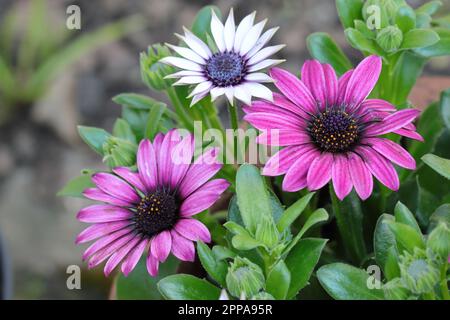 Primo piano di splendidi fiori di margherita africani viola e bianchi in una piantatrice Foto Stock