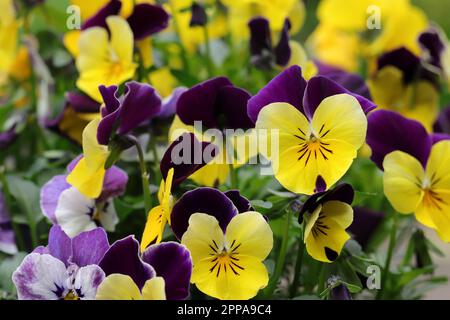 Primo piano di bella viola giallo-viola cornuta fiori in una piantatrice Foto Stock