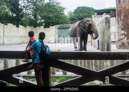 Il Mali e' l'unica attrazione degli elefanti presso lo Zoo di Manila nelle Filippine Foto Stock