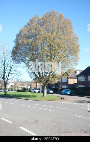 Un bell'albero sorge con orgoglio su un'isola erbosa nel soleggiato tarda primavera nel sobborgo di Hampstead Garden, North West London, maggio 2023 Foto Stock