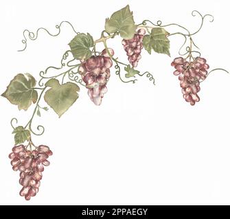 Acquerello disegno a mano illustrazione composizione branca di uve rosse. clipart vigneto Foto Stock