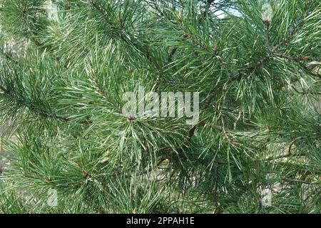 Rami di pino denso con lungo abete-ago verde come vista ravvicinata dello sfondo Foto Stock