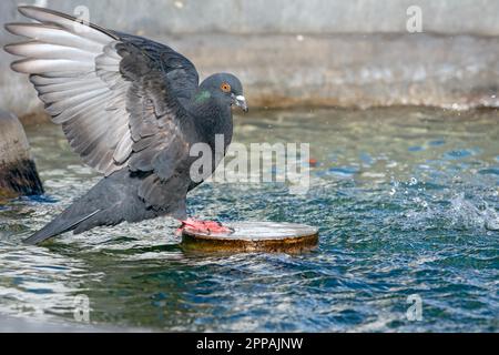 Colomba con ali aperte in una fontana Foto Stock