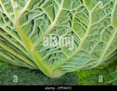 Macro di un abstract savoy foglia di cavolo Foto Stock