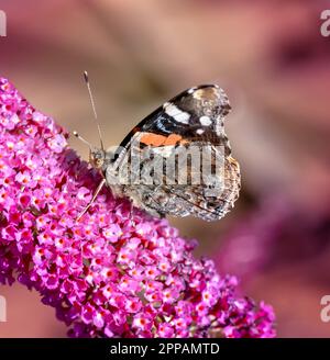 Macro di una farfalla ammiraglio che raccoglie nettare ad un budleja fioritura Foto Stock