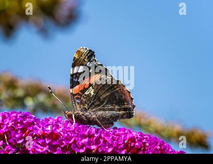 Macro di una farfalla ammiraglio che raccoglie nettare ad un budleja fioritura Foto Stock