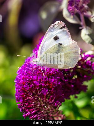 Macro di un butterfil di cavolo bianco su un fiore Foto Stock