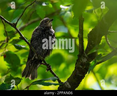 Uccello stellato bagnato seduto su un ramoscello di un albero Foto Stock