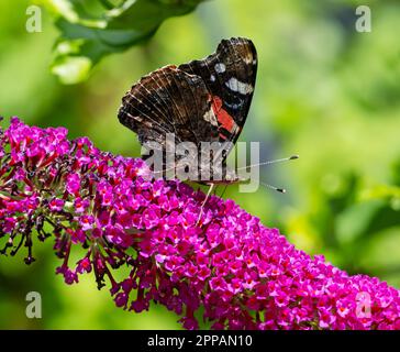 Macro di una farfalla ammiraglio che raccoglie nettare ad un budleja fioritura Foto Stock