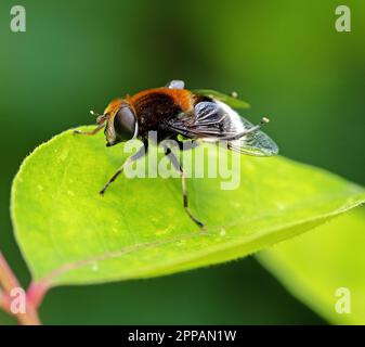 Macro di un sorvolo (volucella bombylans) su una foglia verde Foto Stock