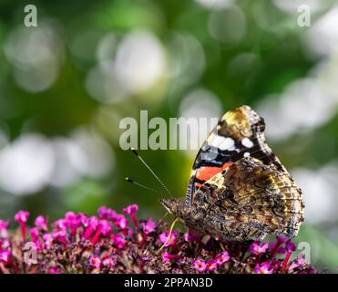 Macro di una farfalla ammiraglio che raccoglie nettare ad un budleja fioritura Foto Stock