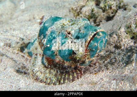 Novellame falso (Scorpaenopsis diabolus), Dive Site House Reef, Mangrove Bay, El Quesir, Mar Rosso, Egitto Foto Stock