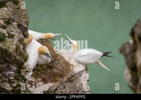 Gannetti che si scagliano su una sporgenza rocciosa presso il santuario RSPB a Bempton Cliffs a nord di Flamborough Head, North Yorkshire. Foto Stock