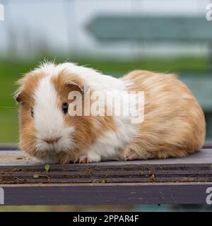 La cavia Foto Stock