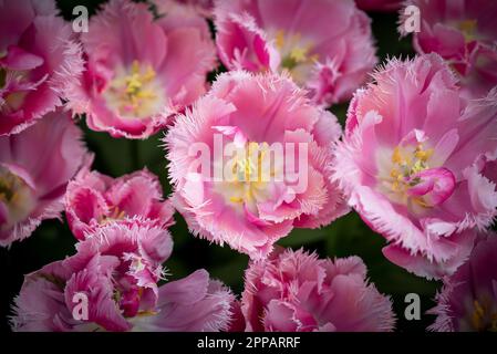 Giardino fiorito di tipo olandese, ad esempio il giardino botanico Keukenhof. Ci sono molti tulipani ovunque nei Paesi Bassi. Foto Stock