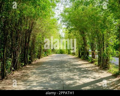 Bambù foresta strada sfondo. Strada vuota in cemento che si dirige verso la giungla tra il bambù verde con luce naturale e ombra sulla campagna. Foto Stock