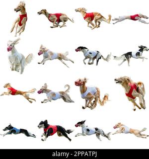 Collage di cani Saluki in esecuzione cattura caccia dritto su fotocamera isolato su sfondo bianco a piena velocità in concorrenza Foto Stock