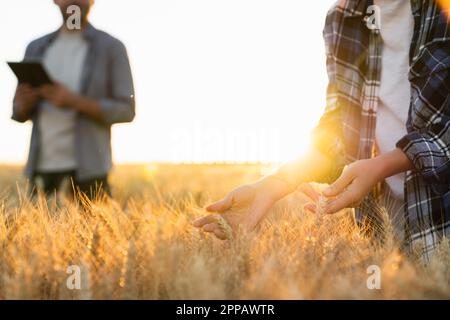 Gli agricoltori toccano le spighe di grano su un campo agricolo. Foto di alta qualità Foto Stock