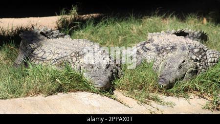 Coccodrilli del Nilo (Crocodylus niloticus) che si crogiolano al sole : (pix Sanjiv Shukla) Foto Stock