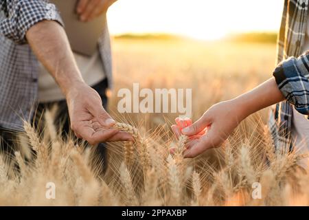 Gli agricoltori toccano le spighe di grano su un campo agricolo. Foto di alta qualità Foto Stock