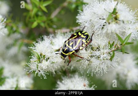 Primo piano di Fiddler Beetle, Eupoecila australasiae, famiglia Scarabaeidae, che si nutre del nettare dei fiori dell'albero del tè di Melaleuca, Cowra NSW Foto Stock