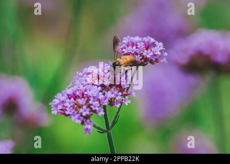 L'ape su Verbena è in fiore e bella nella stagione piovosa. Foto Stock