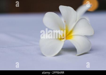 Plumeria fiori bianchi posati su un tessuto bianco Foto Stock