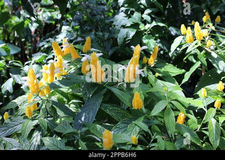 Una fiorente pianta Golden Shrimp con bratte gialle e fiori bianchi in un giardino in primavera Foto Stock