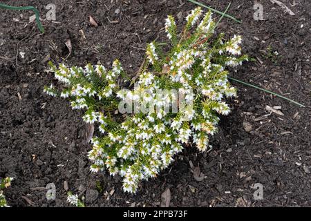 Erica x darleyensis F. aureifolia 'Golden Perfect' Foto Stock