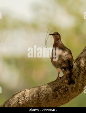Ridendo colomba, prendere le piccole parti di piante, preparando a gabbia di allevamento Foto Stock
