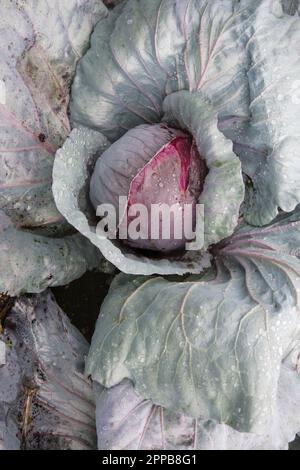 Brassica oleracea capitata, cavolo F1 Deadon, deadon invernale, testa solida con verde scuro, foglie esterne di colore rosso, Foto Stock
