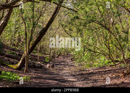 Un sentiero lungo una linea ferroviaria in disuso, vicino a Barcombe nel Sussex orientale Foto Stock