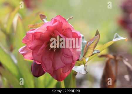 Primo piano fiori helleborus orientalis in natura Foto Stock