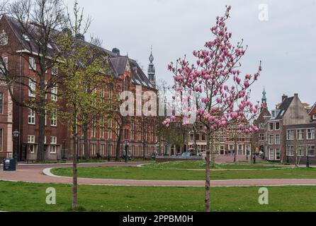 10 aprile 2023 Leiden, Paesi Bassi – Piazza di Leiden decorata con colori vivaci e magnolie rosa Foto Stock