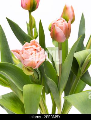 Elegante tulipani Dreamer rosa pastello primo piano. Tulipani primaverili. Bouquet di tulipani. Foto Stock