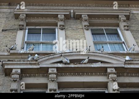 14 aprile 2023 - Inghilterra, Regno Unito: Gabbiani nidificati sul davanzale della vecchia casa Foto Stock