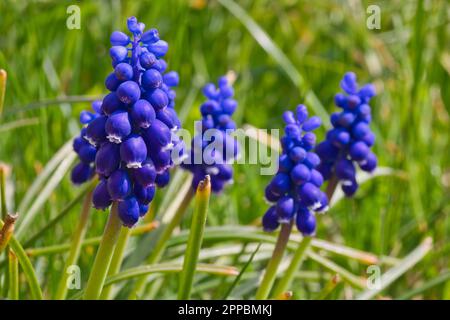 giacinti blu nel prato Foto Stock