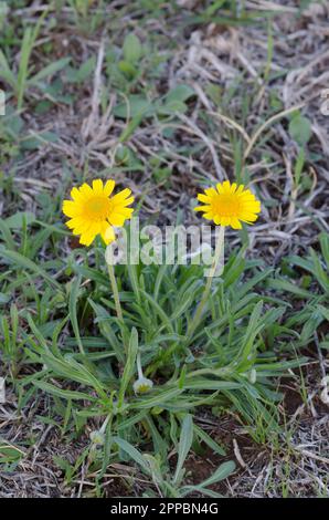 Fineleaf Fournerved Daisy, Tetraneuris linearifolia Foto Stock