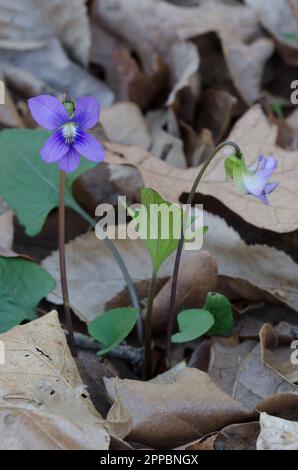 Viola blu comune, viola sororia Foto Stock