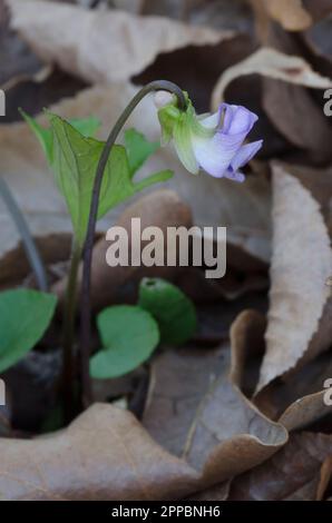 Viola blu comune, viola sororia Foto Stock