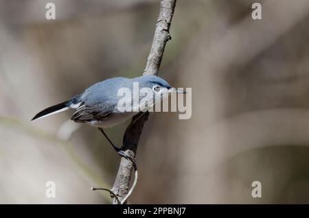 Colore grigio-blu Gnatcatcher, Polioptila caerulea Foto Stock