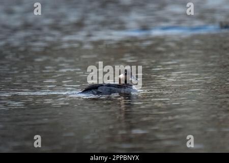 femmina d'anatra bufflehead con una goccia d'acqua in testa in un piccolo laghetto cittadino Foto Stock