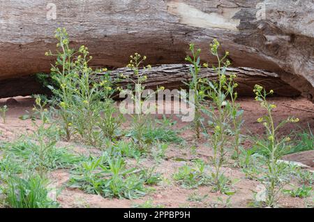 Palude Yellowcress, Rorippa palustris Foto Stock