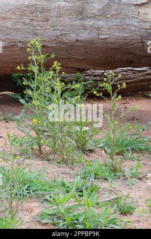 Palude Yellowcress, Rorippa palustris Foto Stock