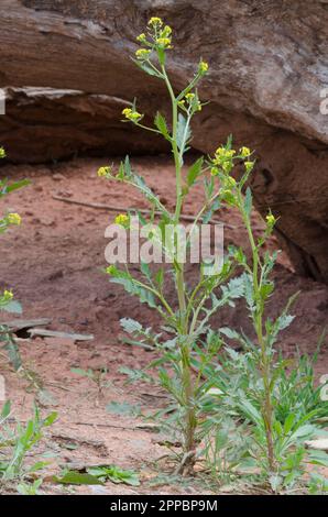 Palude Yellowcress, Rorippa palustris Foto Stock